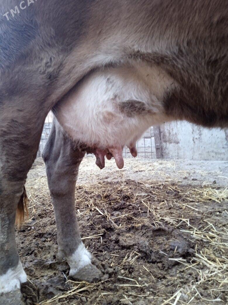 sygyr - Берекет - img 3