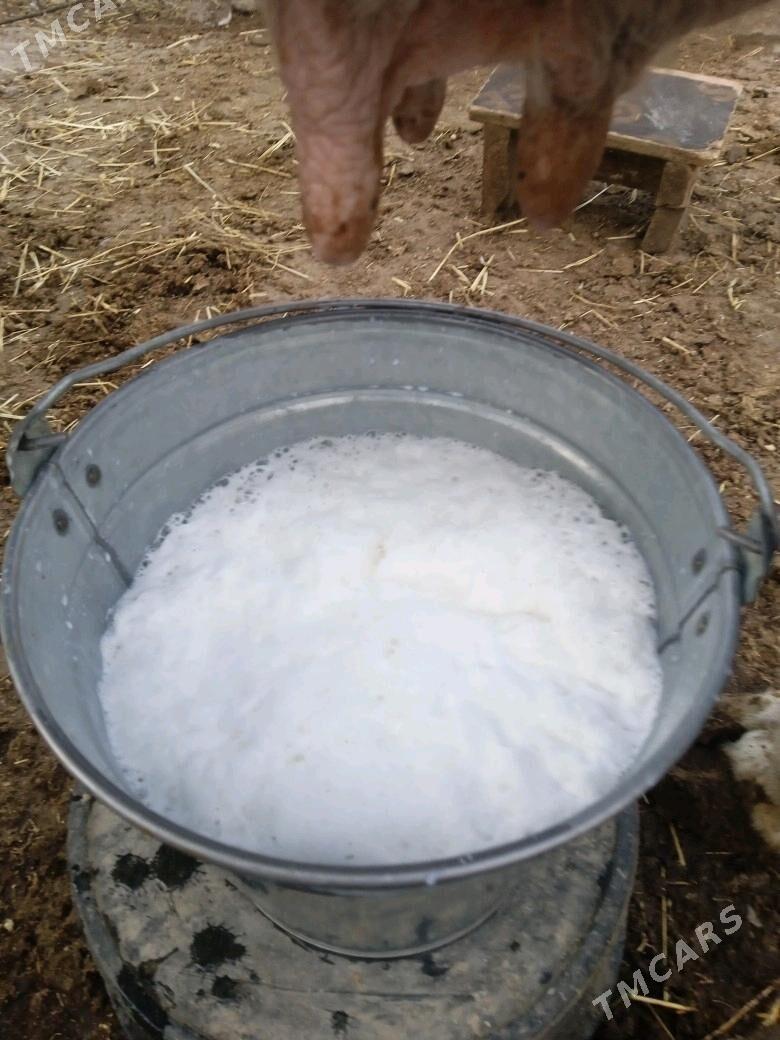 sygyr - Берекет - img 2