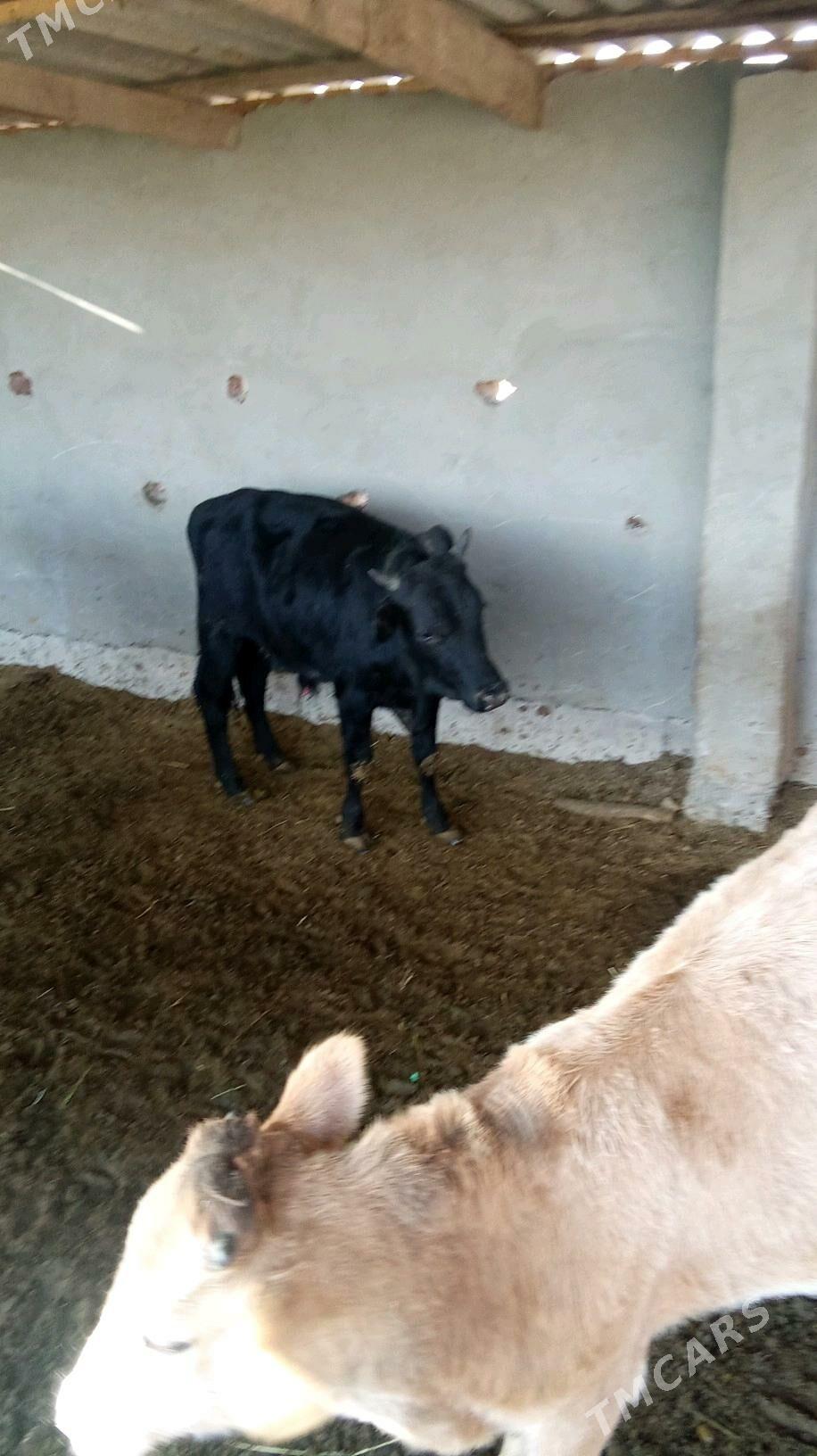 okiz - Бабадайхан - img 1