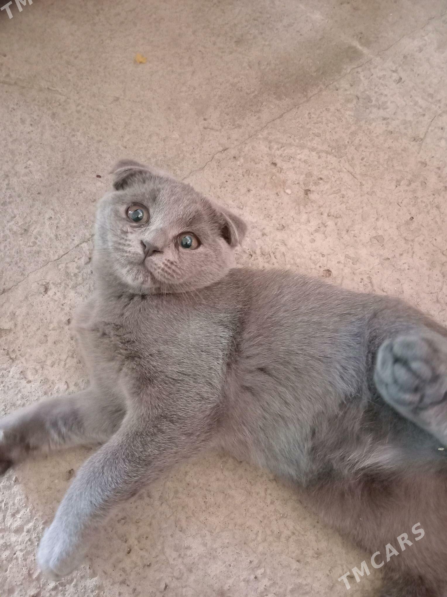 şatlanskiy pişik - Туркменабат - img 6