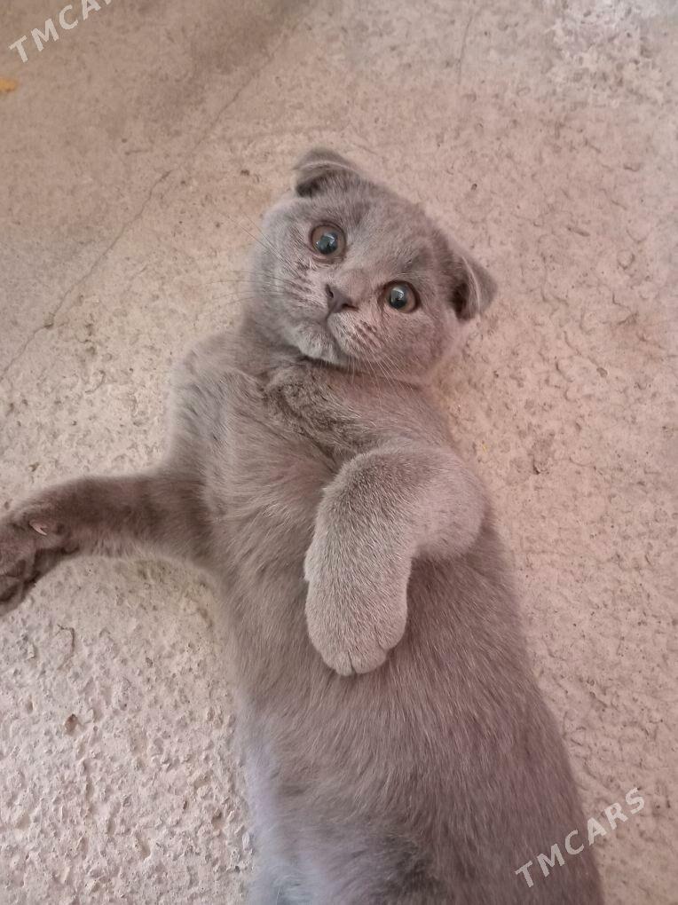 şatlanskiy pişik - Туркменабат - img 3