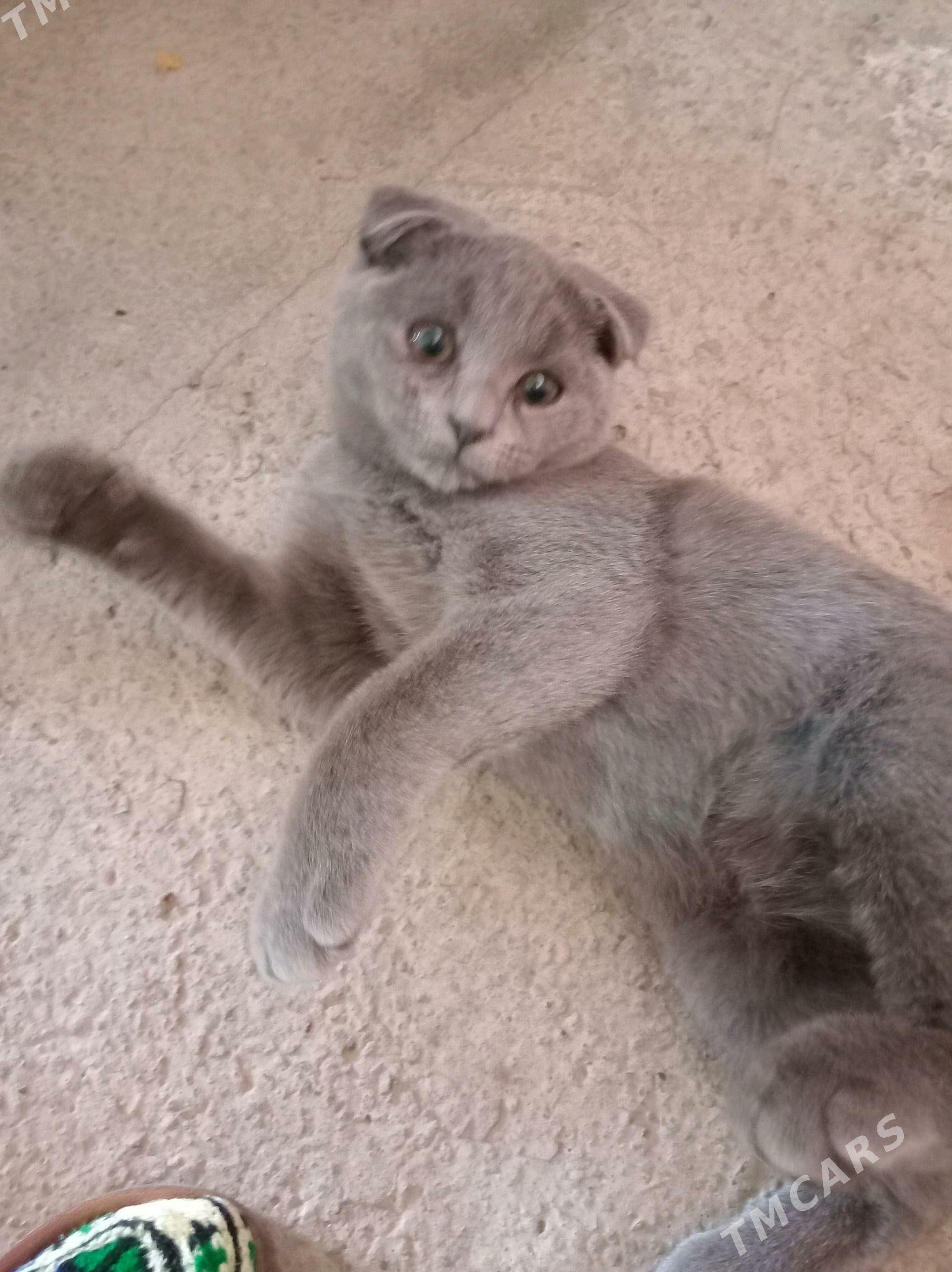 şatlanskiy pişik - Туркменабат - img 4