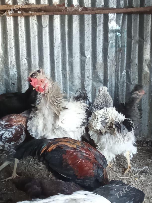 Balakly towuklar - Мары - img 2