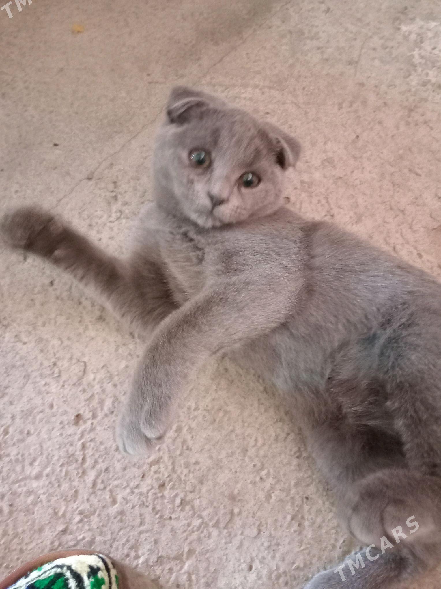 şatlanskiy pişik - Туркменабат - img 7