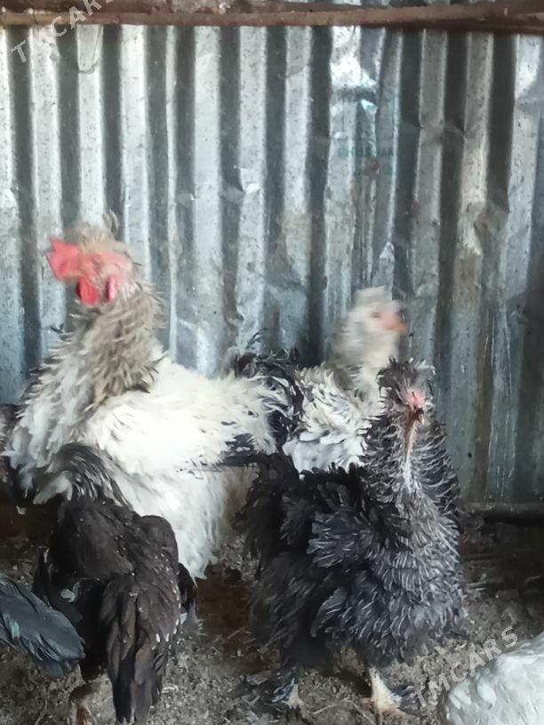 Balakly towuklar - Мары - img 5