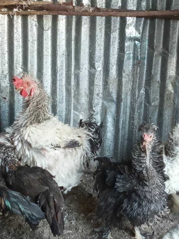 Balakly towuklar - Мары - img 6