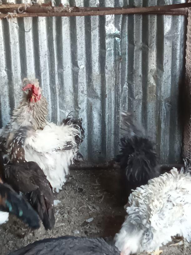 Balakly towuklar - Мары - img 3