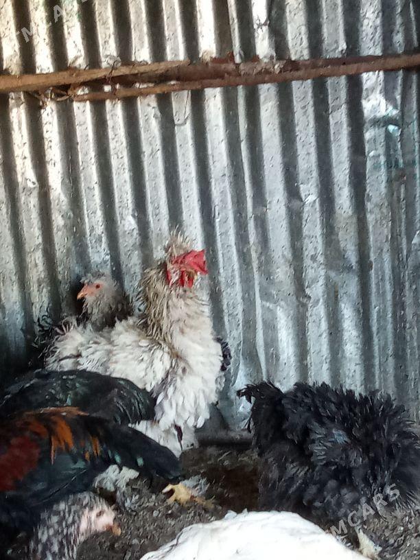 Balakly towuklar - Мары - img 4