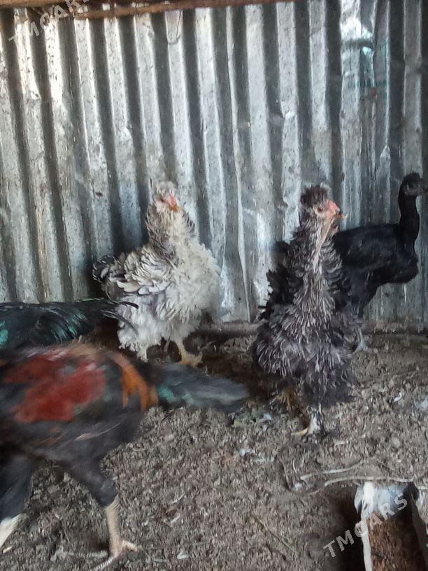 Balakly towuklar - Мары - img 7