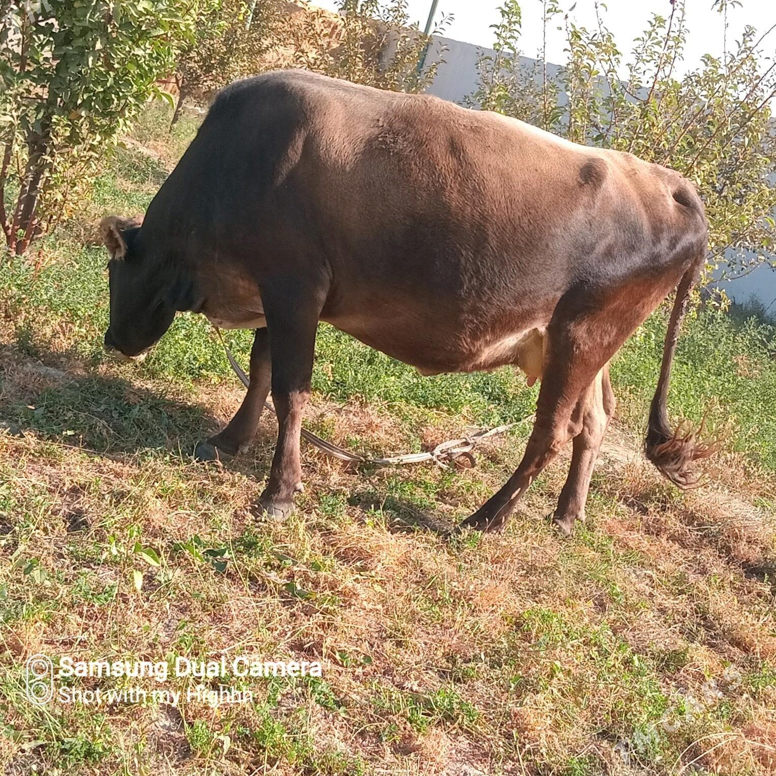 goleli sygyr - Gökdepe - img 2