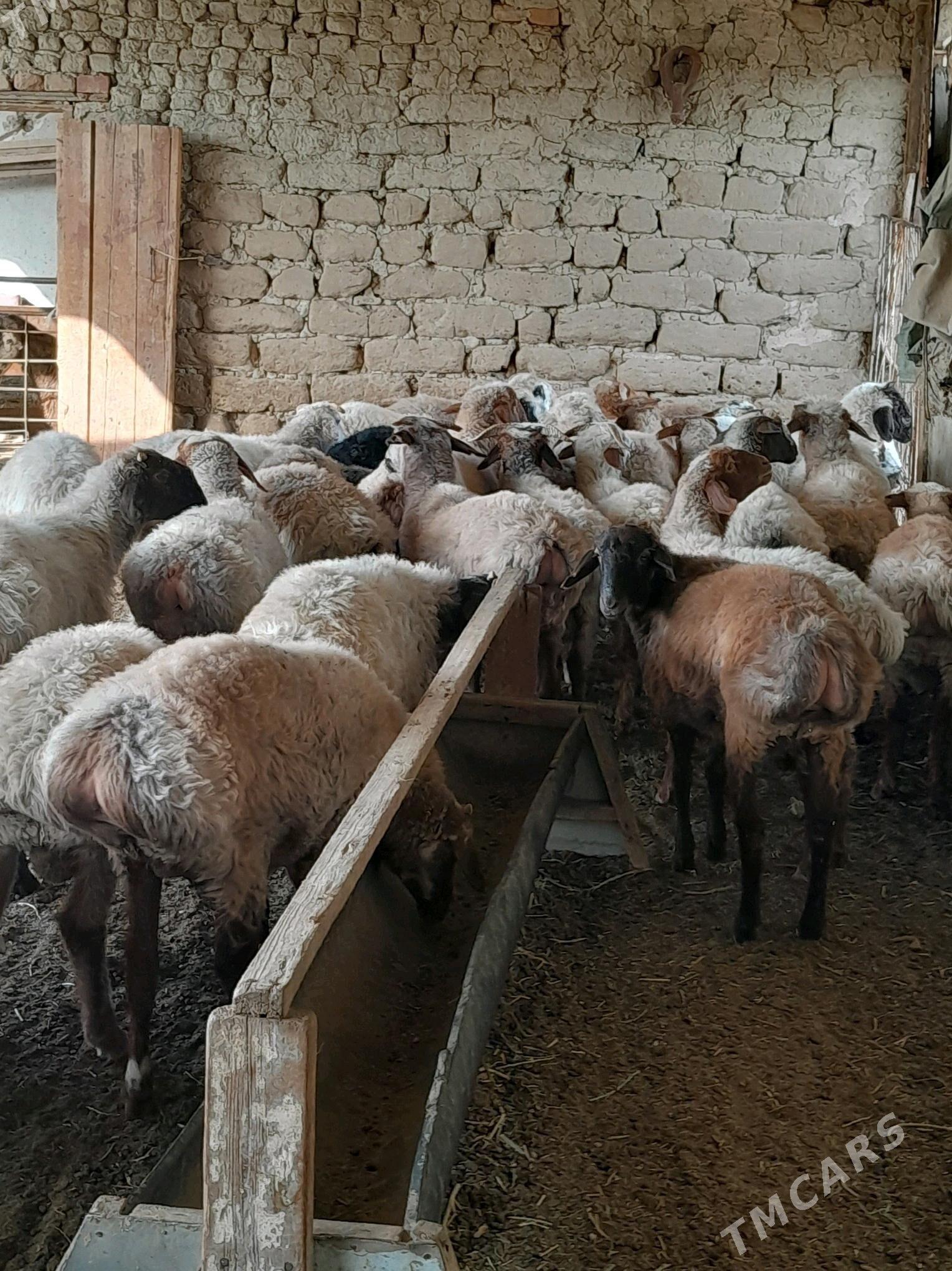 Toklylar - Берекет - img 2