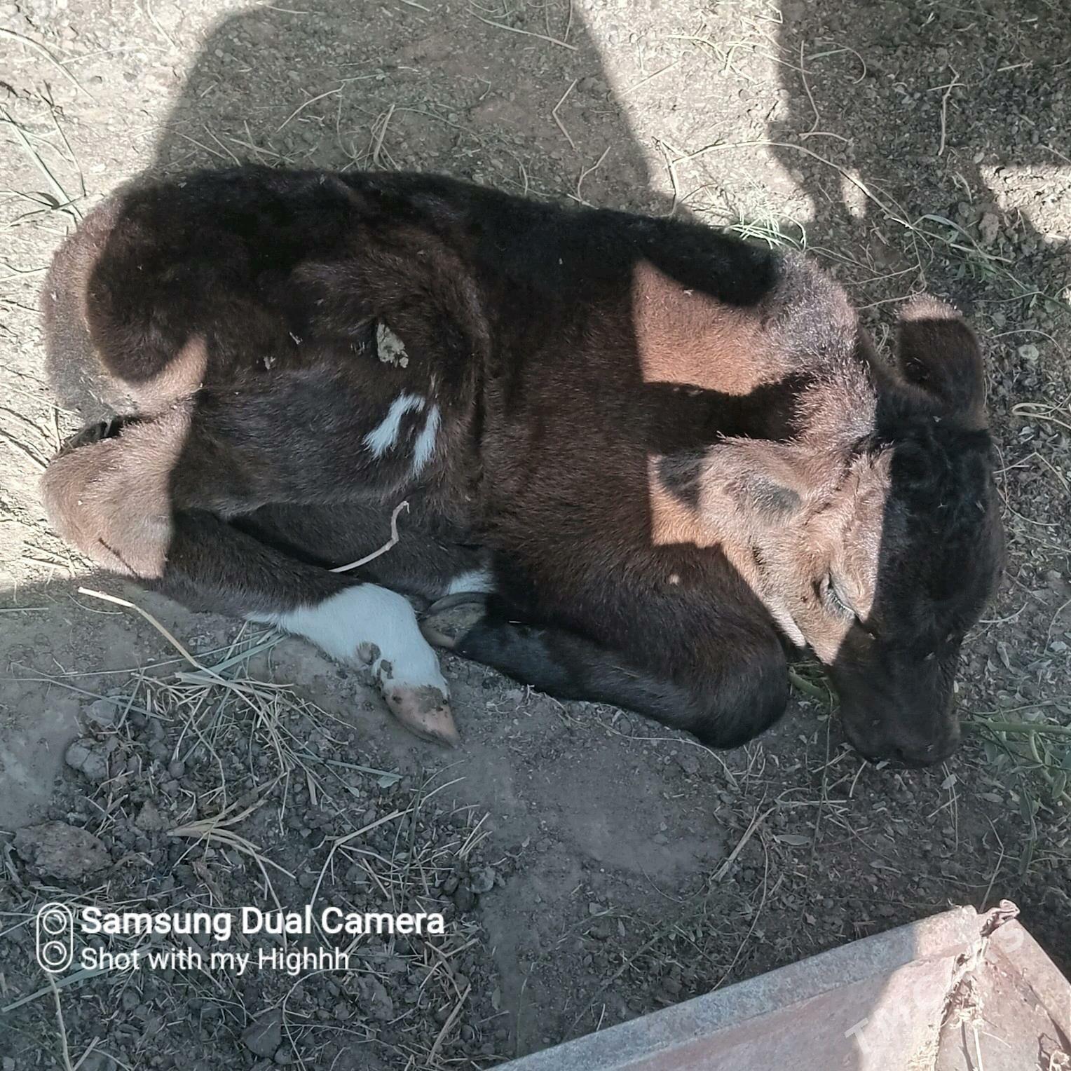 goleli sygyr - Gökdepe - img 5