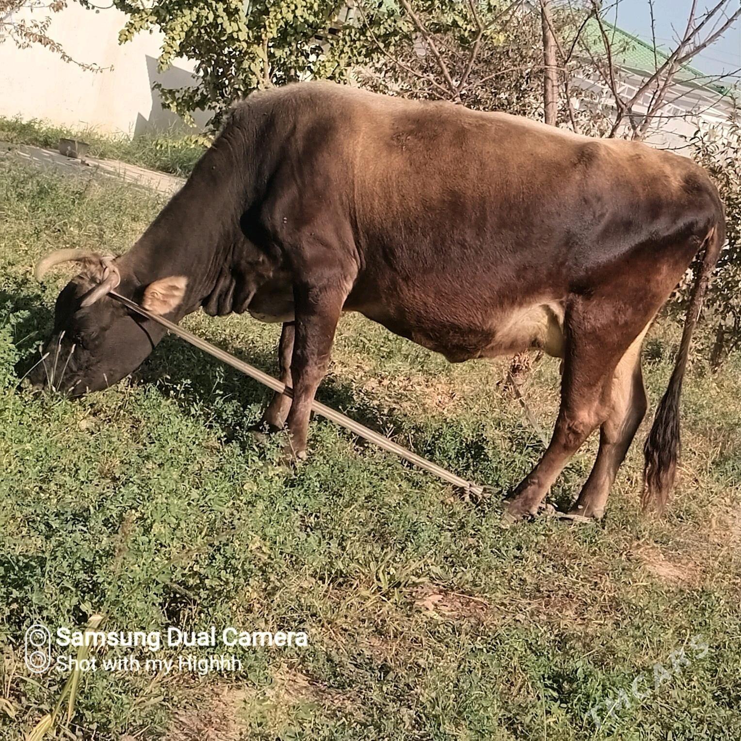 goleli sygyr - Gökdepe - img 4