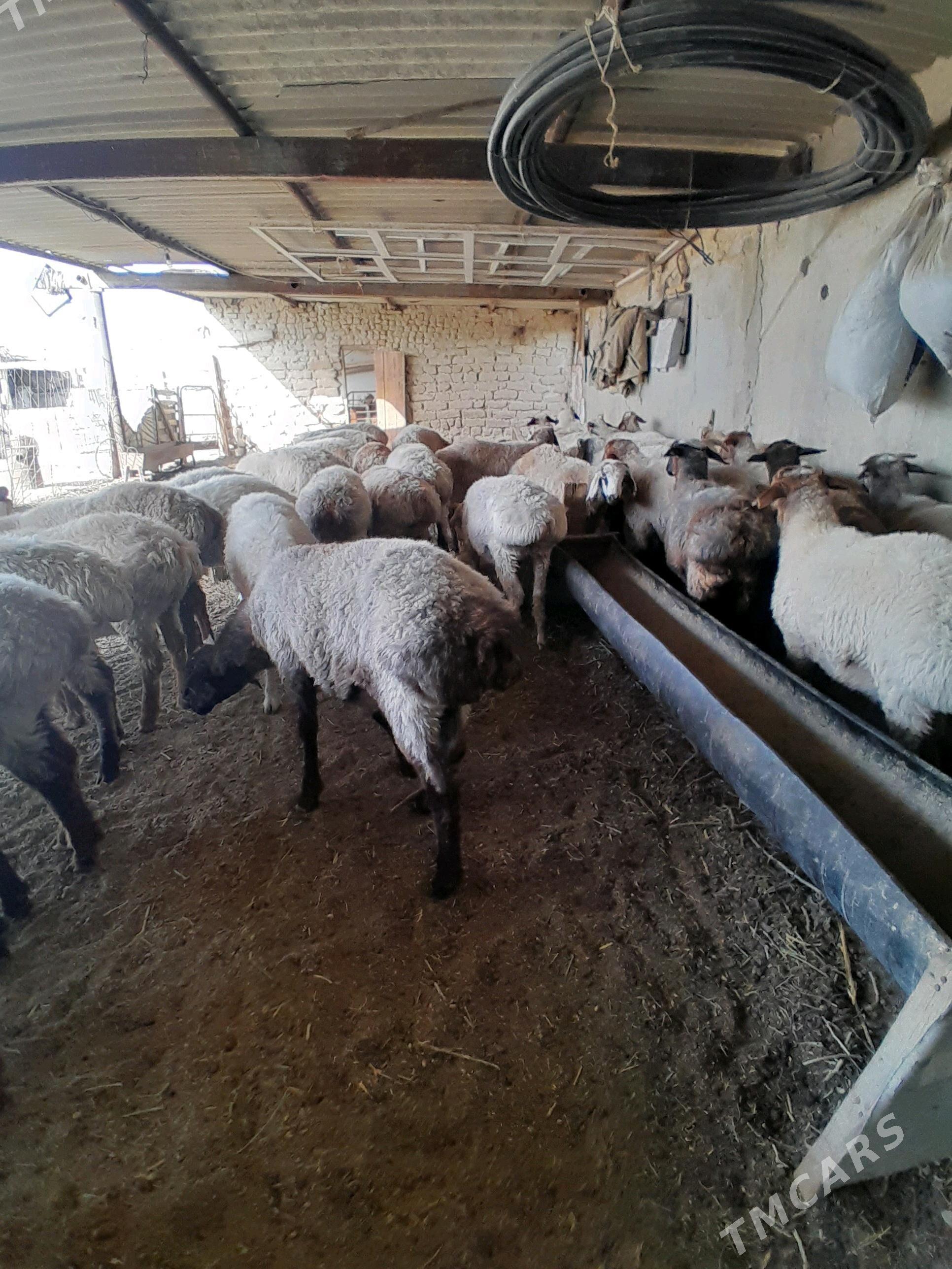 Toklylar - Берекет - img 3