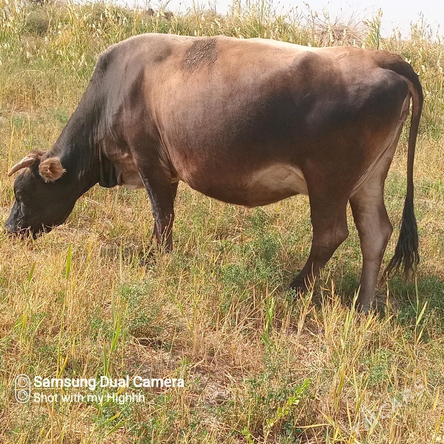 goleli sygyr - Gökdepe - img 6