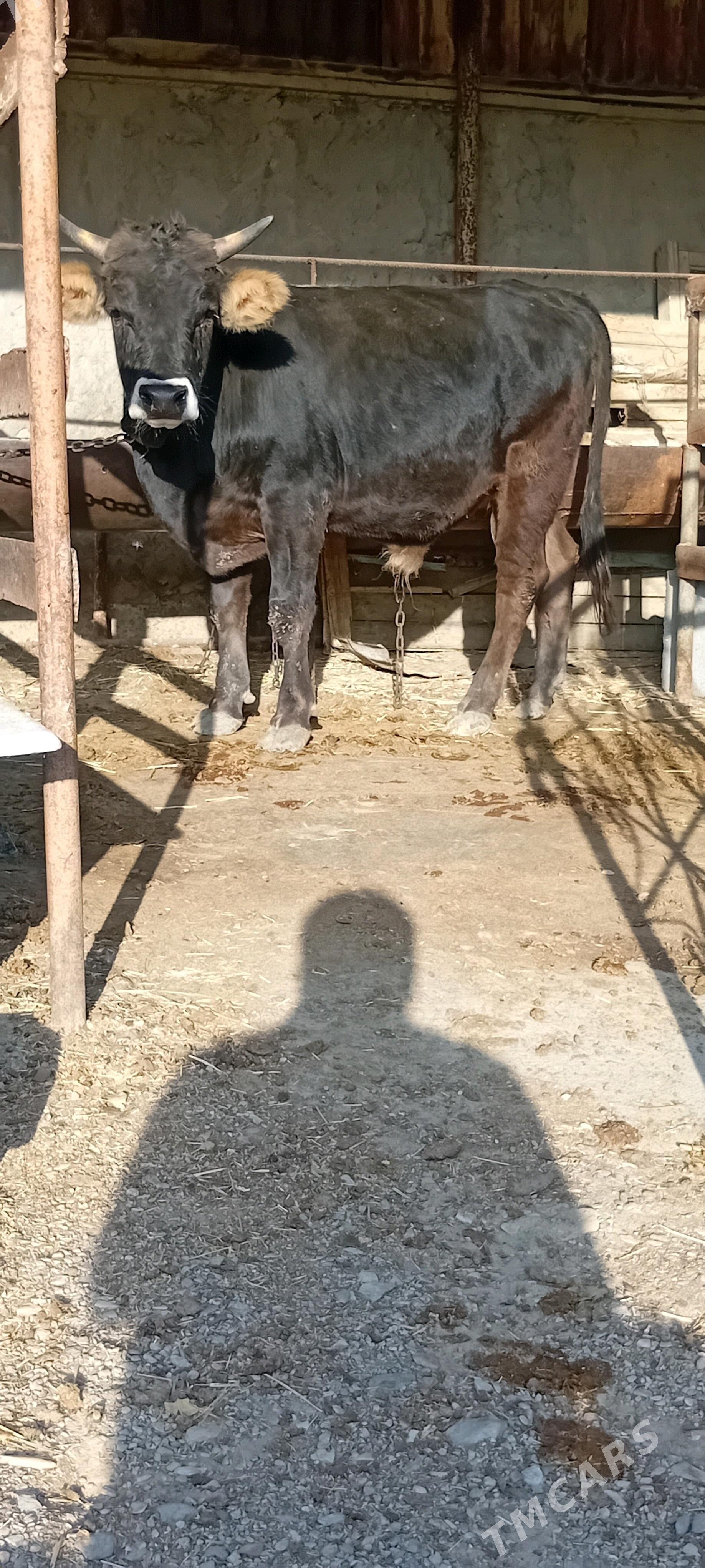 bakylan öküz - Бахарден - img 1