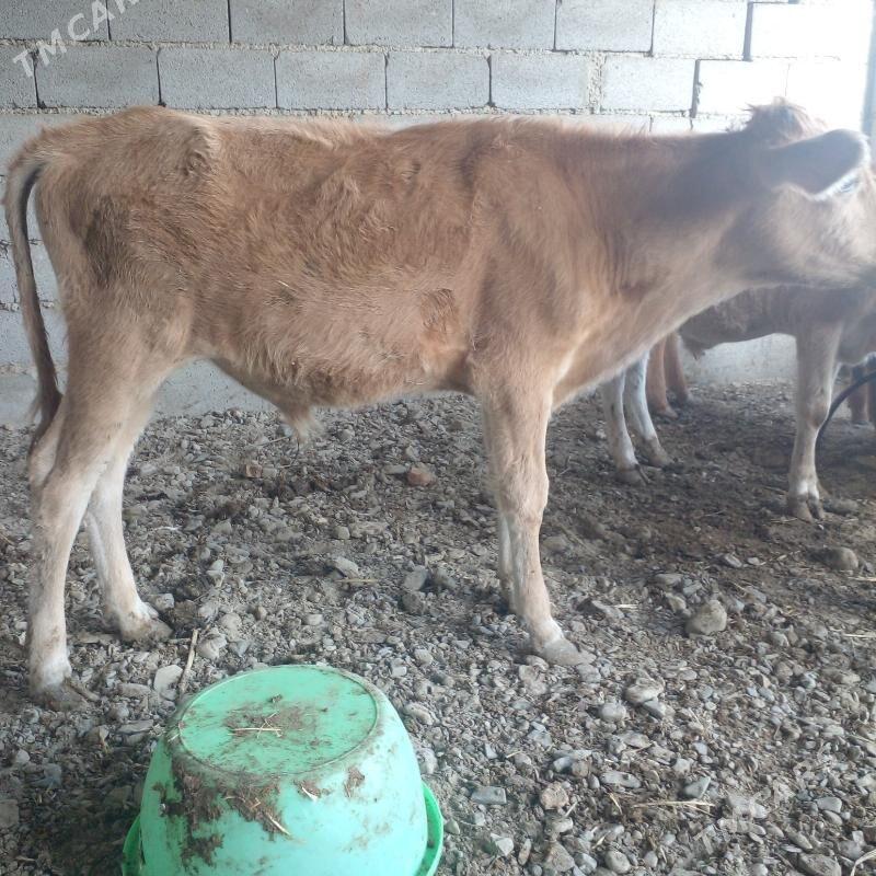 ökuzçe - Bäherden - img 2