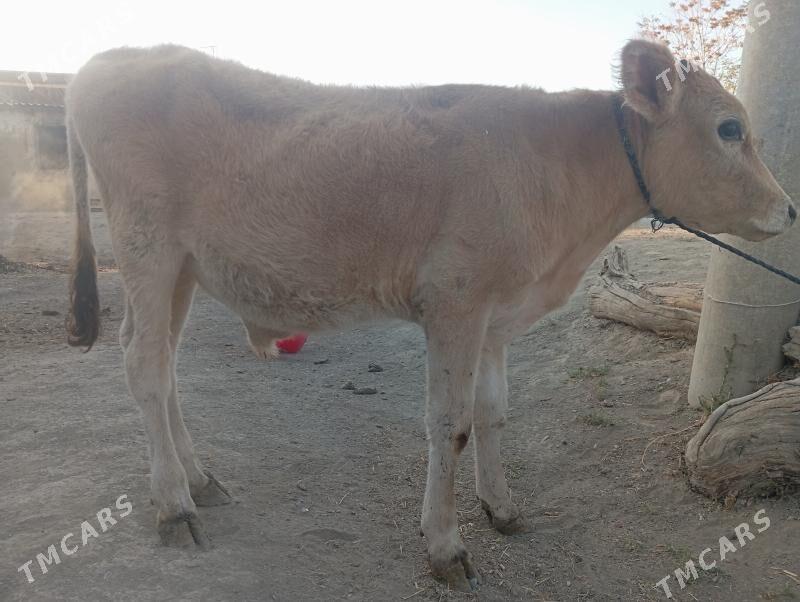 ökuzçe - Bäherden - img 1