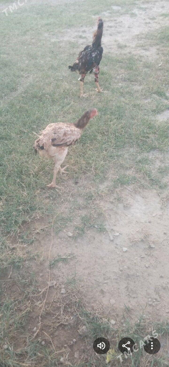 Tasgent makı - Джебел - img 2