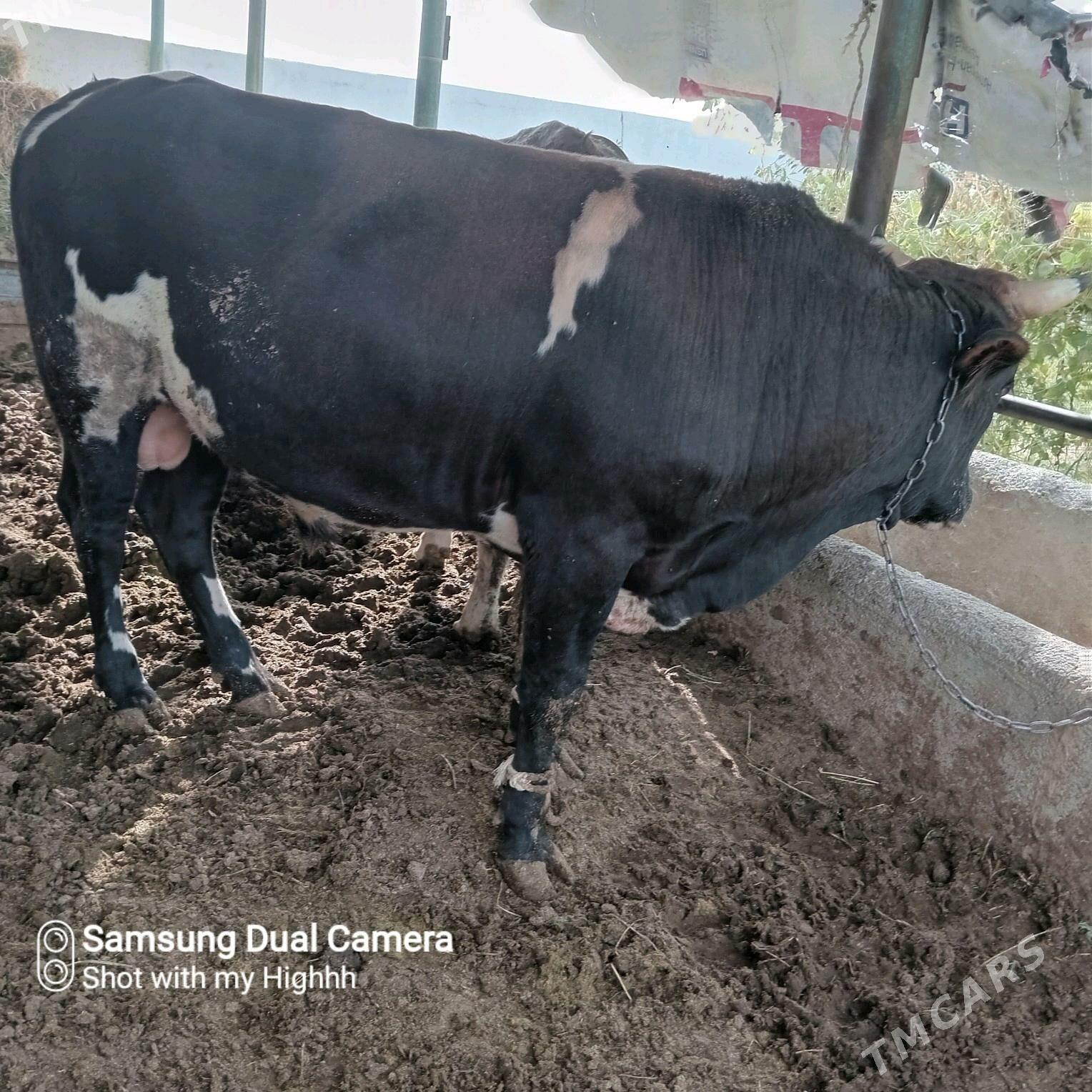 bakylan okuz - Гёкдепе - img 1