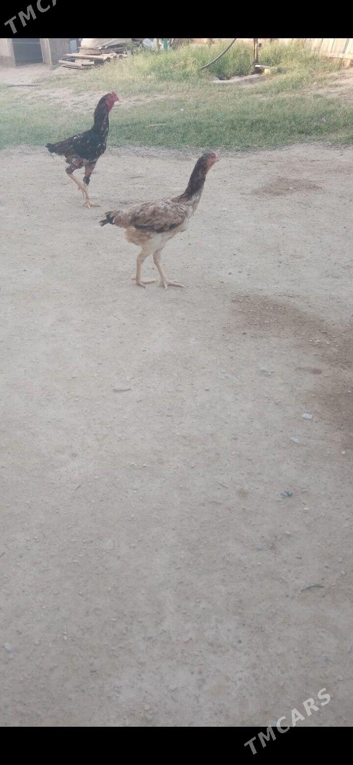 Tasgent makı - Джебел - img 3