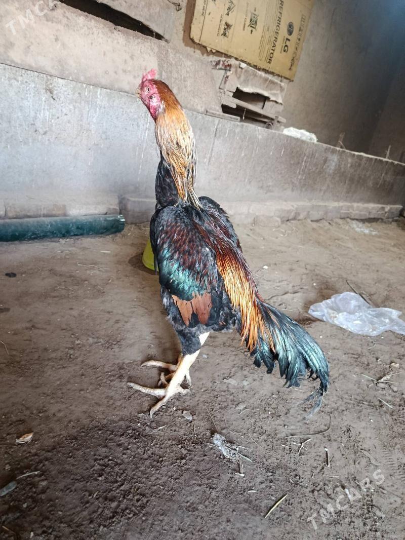 horaz - Шабатский этрап - img 2