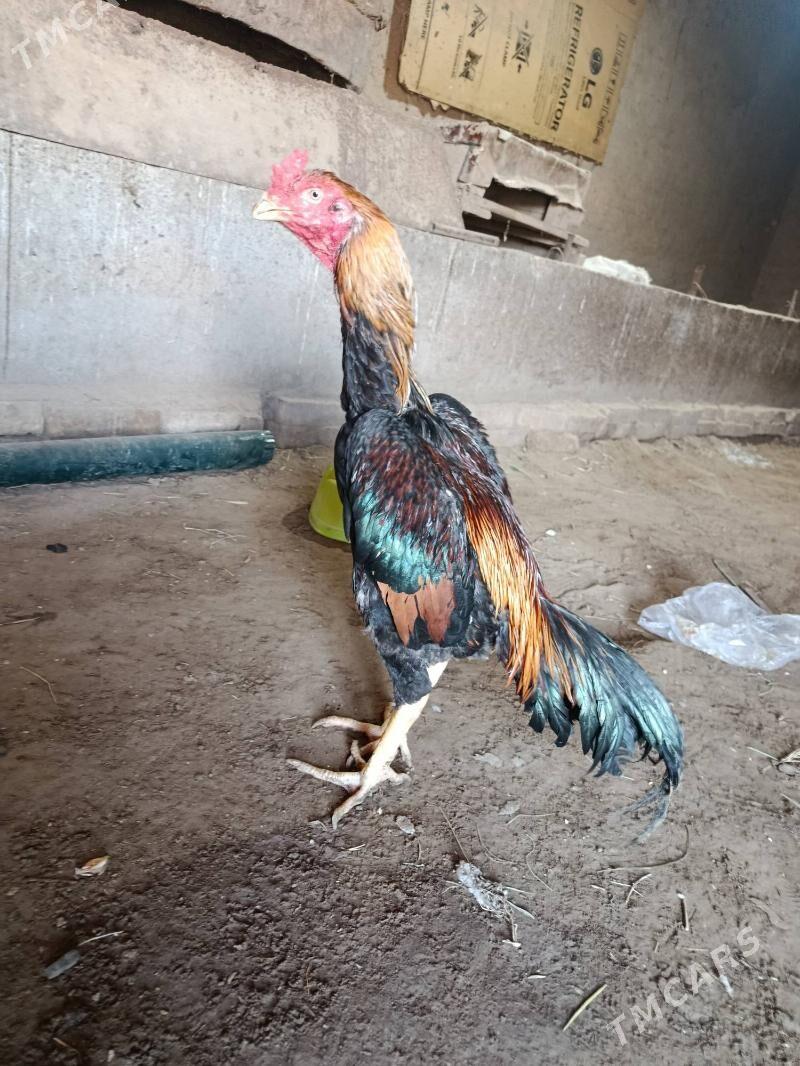 horaz - Шабатский этрап - img 1