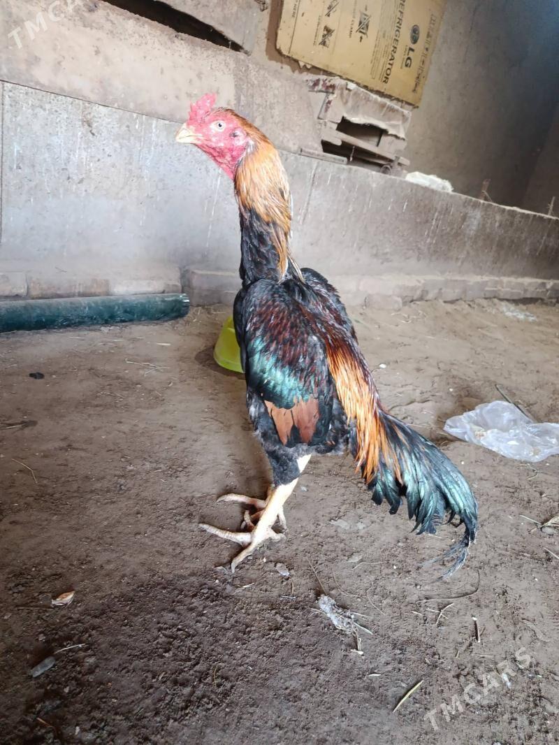 horaz - Шабатский этрап - img 4