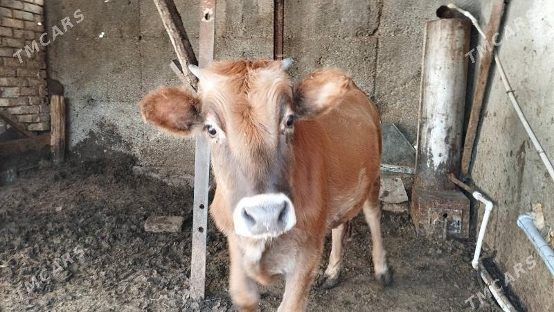 tuwe - Ашхабад - img 2