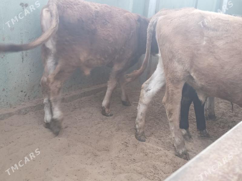 5.sany okiz - Бузмеин - img 2