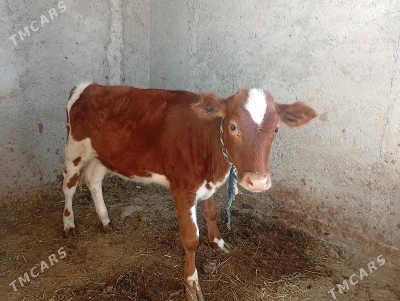 gibrit tüwe - Bagyr - img 3