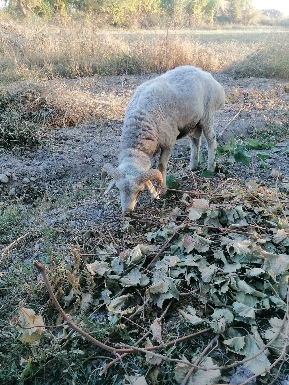 Goc - Görogly (Tagta) - img 1