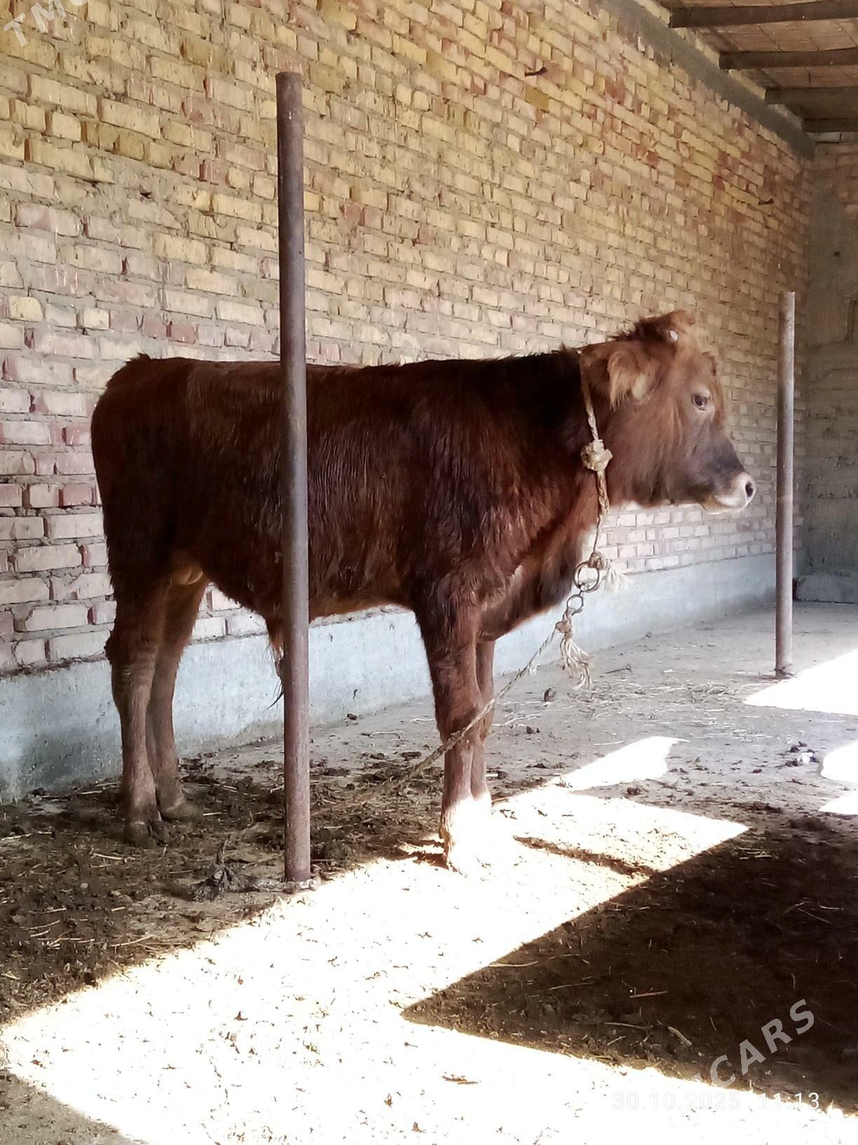 Öküz Gibrit 9 aýlyk - Gökdepe - img 2