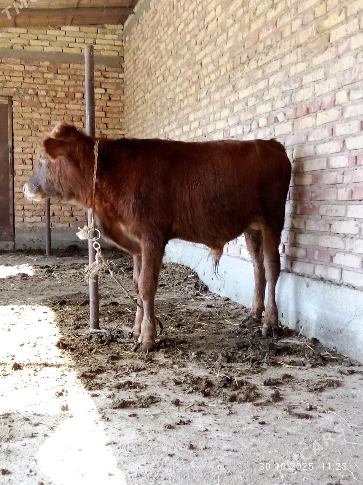 Öküz Gibrit 9 aýlyk - Gökdepe - img 3