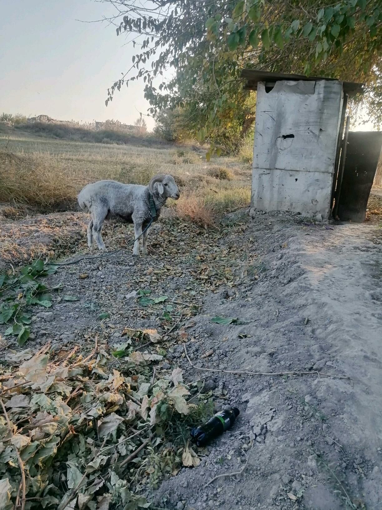 Goc - Görogly (Tagta) - img 3