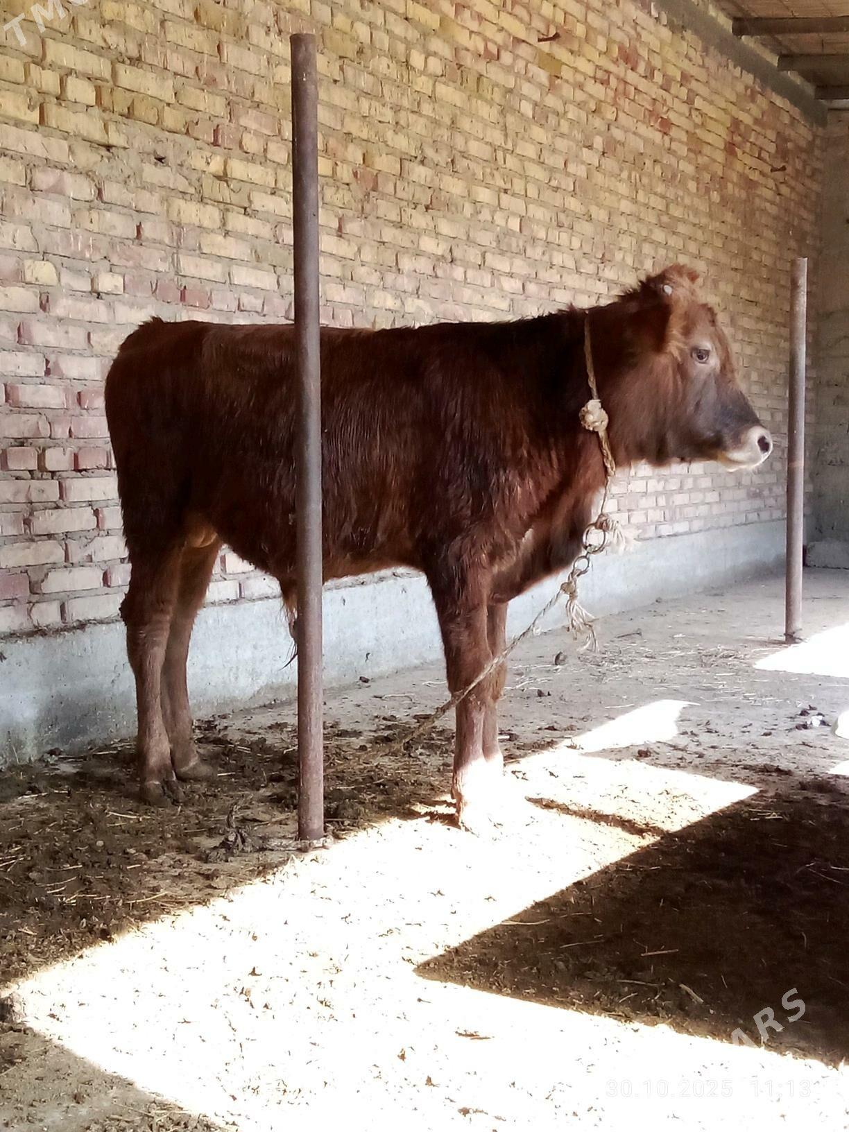 Öküz Gibrit 9 aýlyk - Gökdepe - img 5