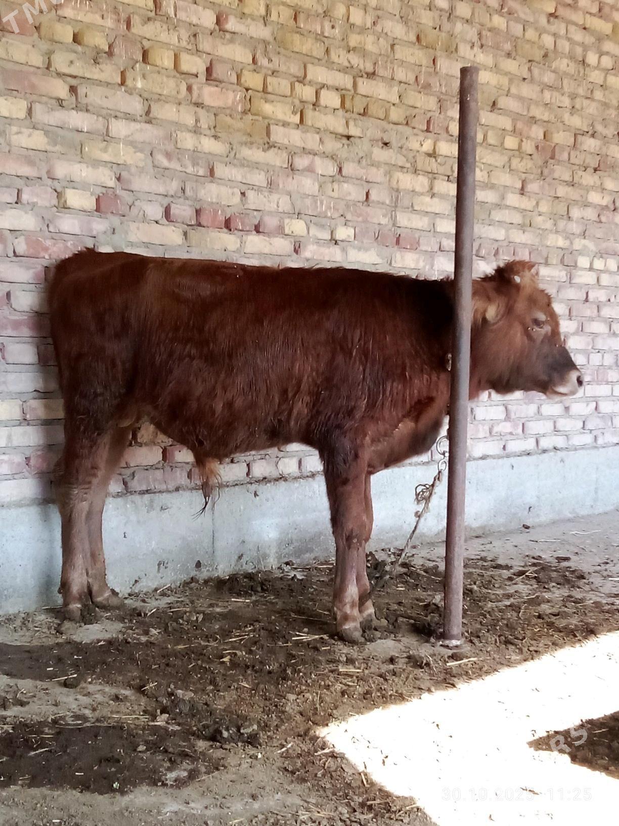 Öküz Gibrit 9 aýlyk - Gökdepe - img 7