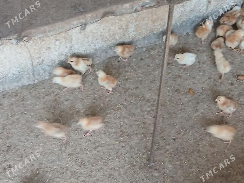 juje - Gökje - img 2