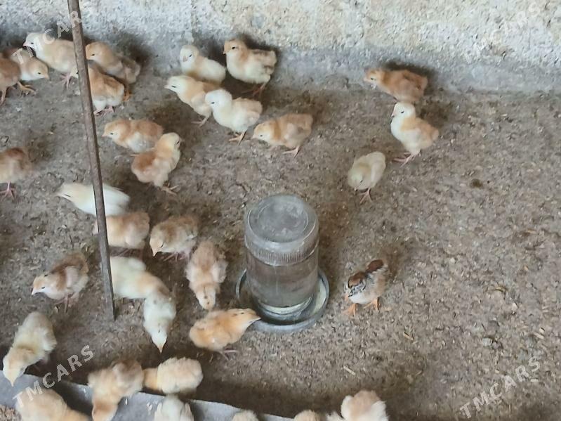 juje - Gökje - img 5