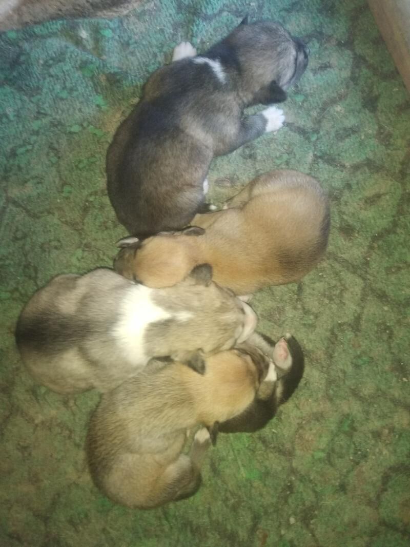 Хасики Чагалари - Köneürgenç - img 3