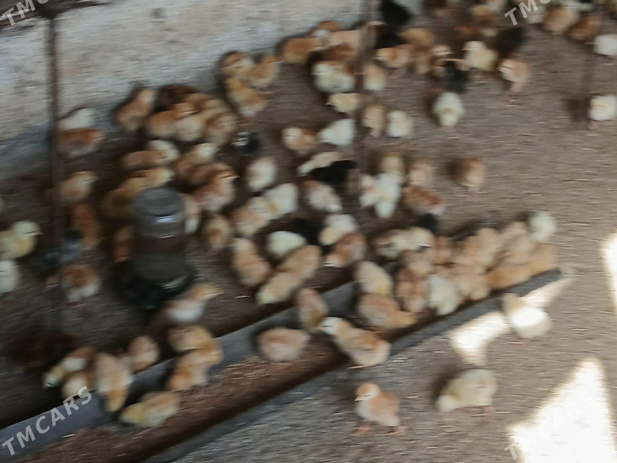 juje - Gökje - img 7