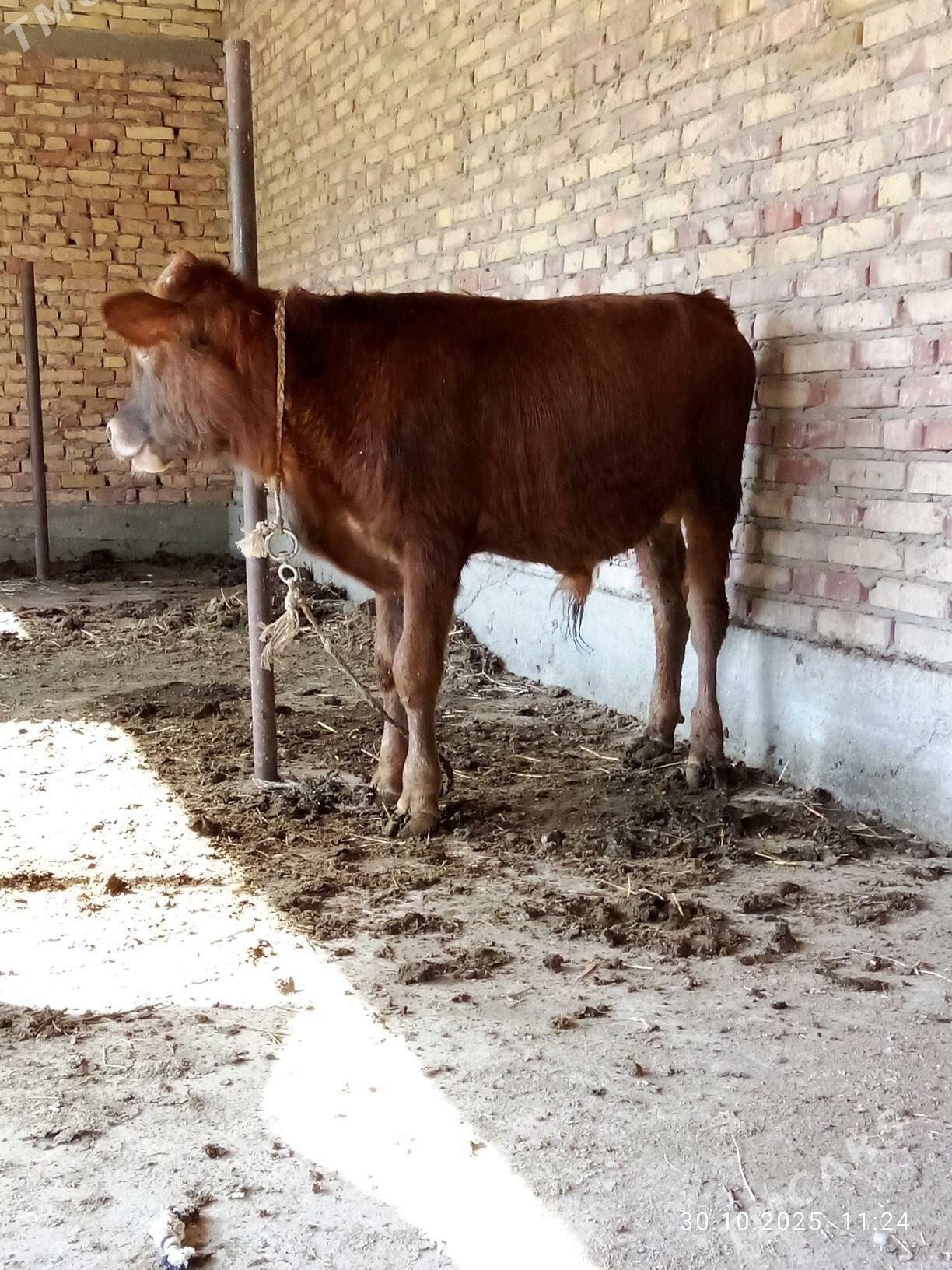 Öküz Gibrit 9 aýlyk - Gökdepe - img 10