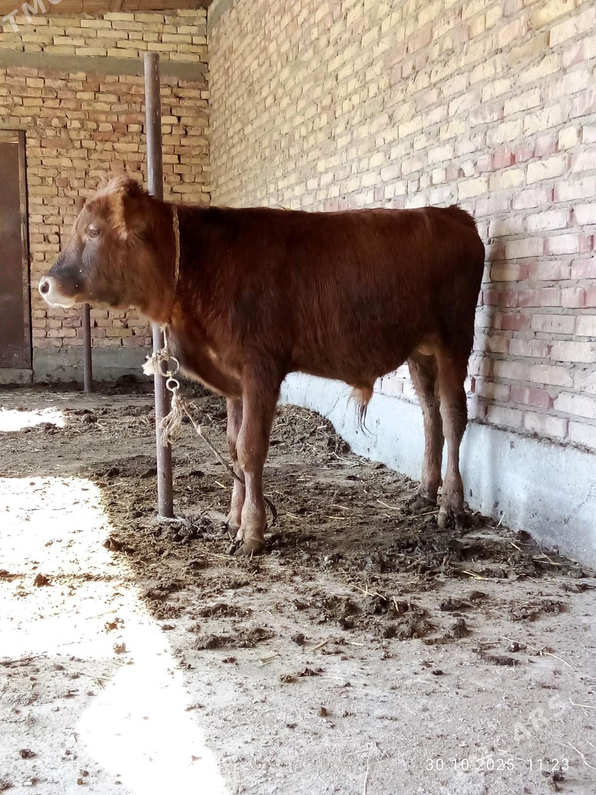 Öküz Gibrit 9 aýlyk - Gökdepe - img 6