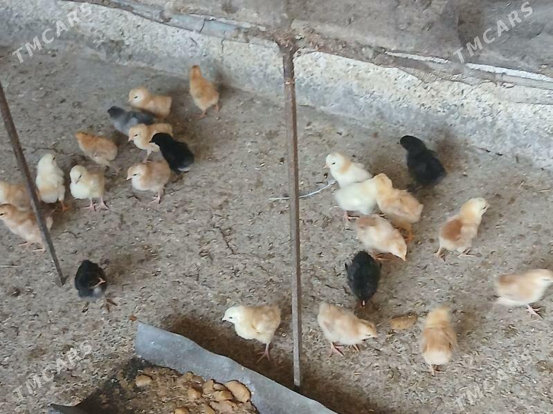 juje - Gökje - img 3