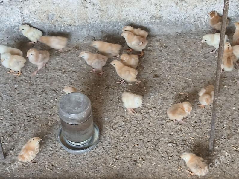 juje - Gökje - img 8