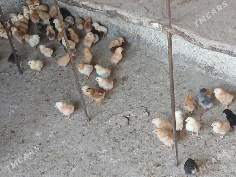 juje - Gökje - img 4