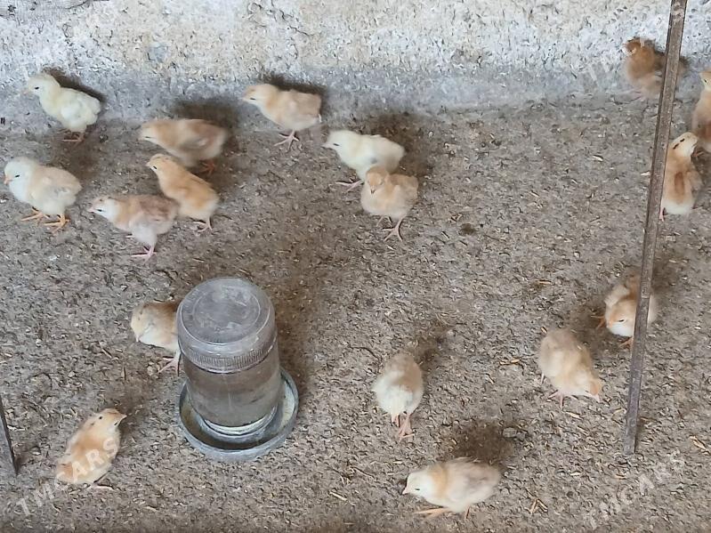 juje - Гёкдже - img 1