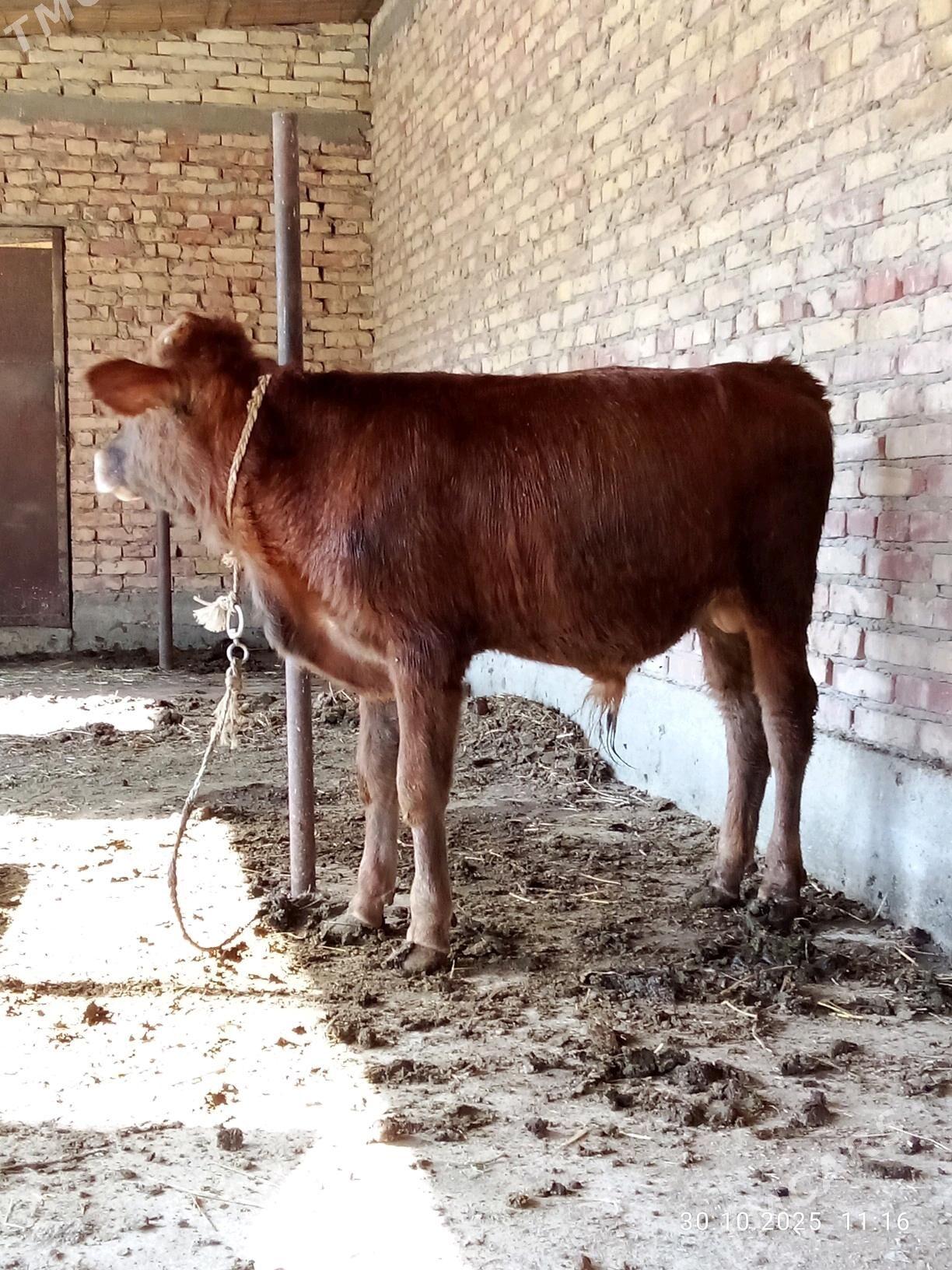 Öküz Gibrit 9 aýlyk - Gökdepe - img 9