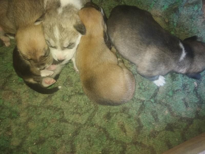 Хасики Чагалари - Köneürgenç - img 2