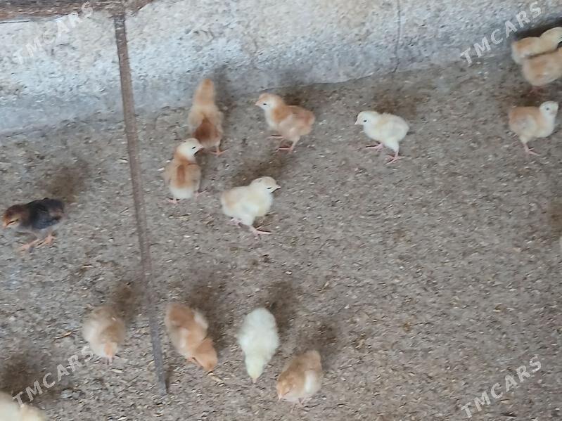 juje - Gökje - img 6